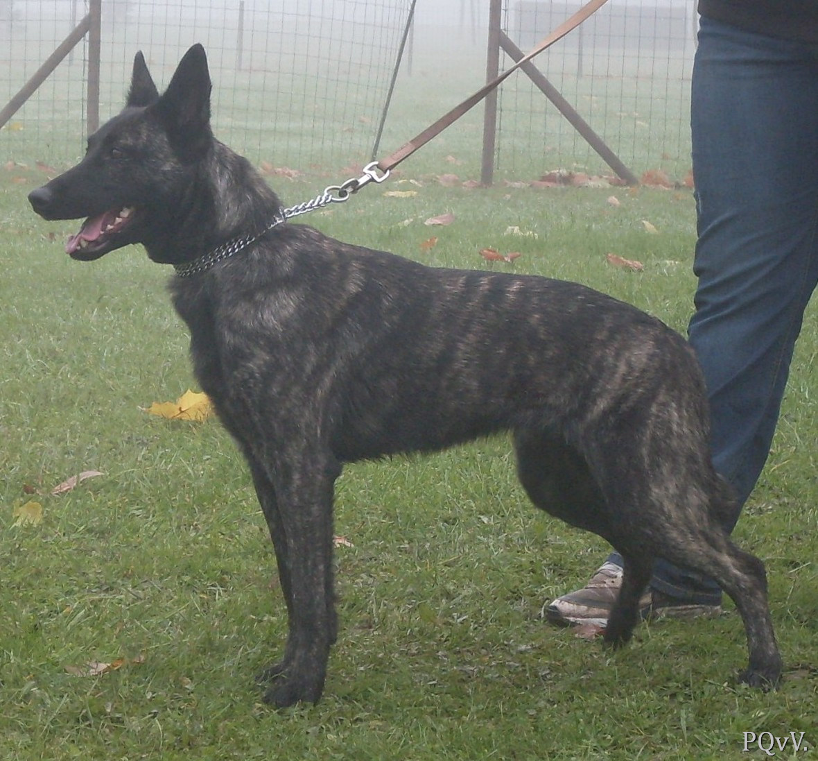  Flamme Argentee met Frasnay’s Flair